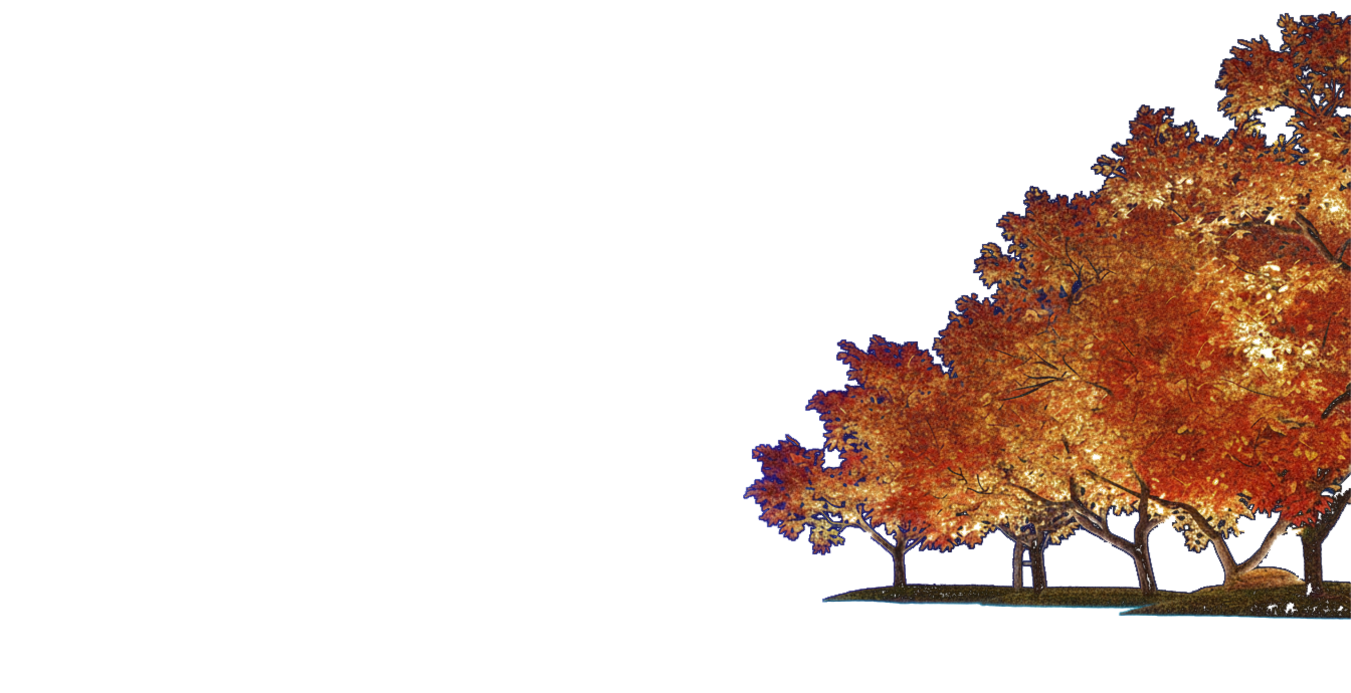Trees Right
