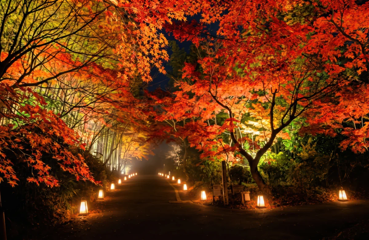 紅葉夜道
